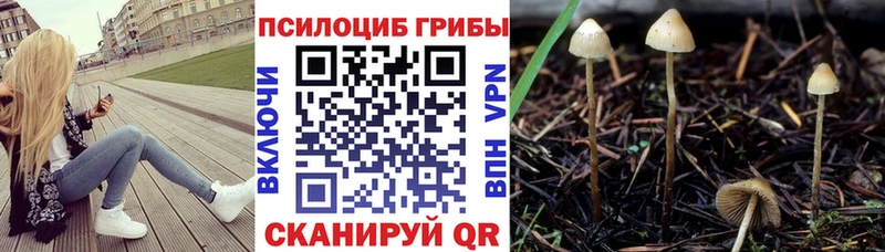 Галлюциногенные грибы Psilocybine cubensis  даркнет сайт  Светлоград 